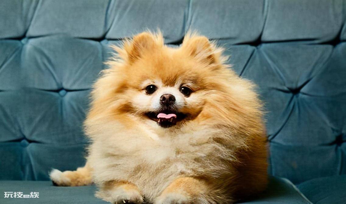 博美犬几个动作说明他爱你(博美犬超级喜欢主人的7个表现)-图片8